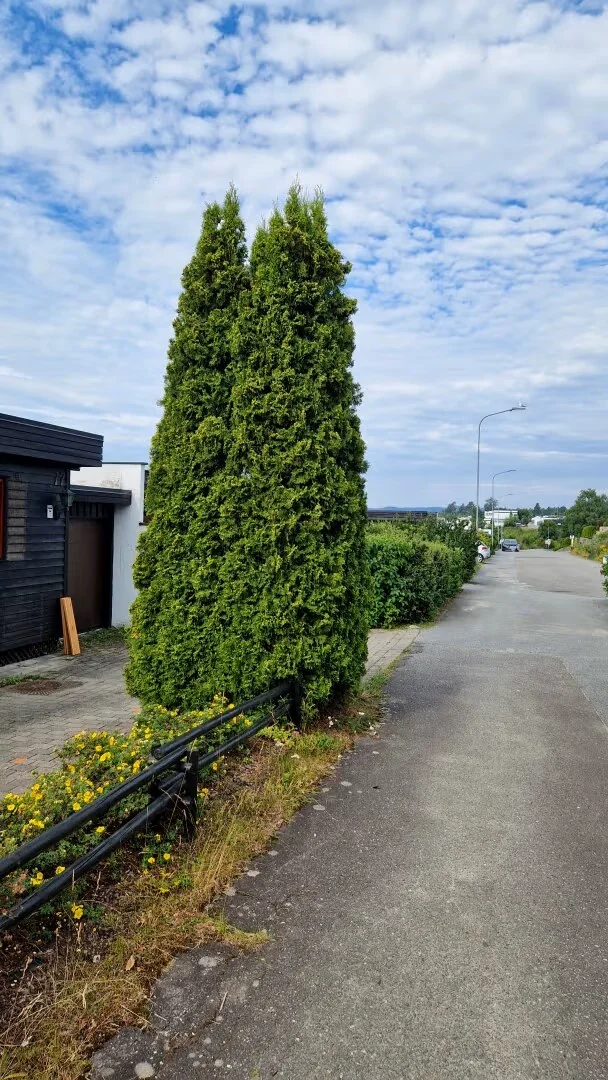 Stor tuja før beskjæring